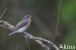 Red-breasted Flycatcher (Ficedula parva)