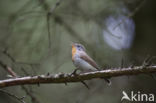 Red-breasted Flycatcher (Ficedula parva)