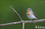 Red-breasted Flycatcher (Ficedula parva)