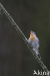 Red-breasted Flycatcher (Ficedula parva)