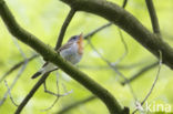 Red-breasted Flycatcher (Ficedula parva)