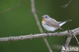 Red-breasted Flycatcher (Ficedula parva)