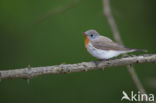 Red-breasted Flycatcher (Ficedula parva)