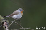 Red-breasted Flycatcher (Ficedula parva)