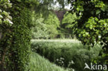 Common ivy (Hedera helix)