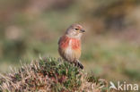 Kneu (Carduelis cannabina)