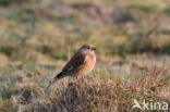 Kneu (Carduelis cannabina)