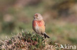 Kneu (Carduelis cannabina)