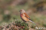 Kneu (Carduelis cannabina)