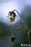 Knikkend nagelkruid (Geum rivale)