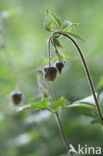 Knikkend nagelkruid (Geum rivale)