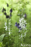 Drooping Star-of-Bethlehem (Ornithogalum nutans)