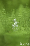 Drooping Star-of-Bethlehem (Ornithogalum nutans)