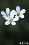 Meadow Saxifrage (Saxifraga granulata)