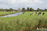 Cow (Bos domesticus)