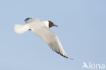 Black-headed Gull (Larus ridibundus)