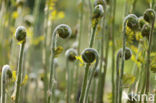 Koningsvaren (Osmunda regalis)