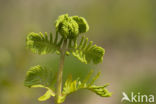 Koningsvaren (Osmunda regalis)