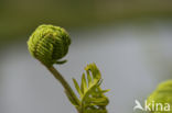 Koningsvaren (Osmunda regalis)