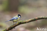 Great Tit (Parus major)