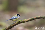 Koolmees (Parus major)