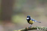 Great Tit (Parus major)