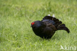 Black Grouse (Tetrao tetrix)