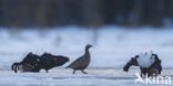 Black Grouse (Tetrao tetrix)