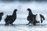 Black Grouse (Tetrao tetrix)