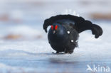 Black Grouse (Tetrao tetrix)