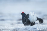 Black Grouse (Tetrao tetrix)