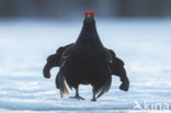 Black Grouse (Tetrao tetrix)