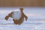 Black Grouse (Tetrao tetrix)