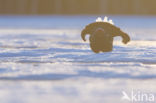 Black Grouse (Tetrao tetrix)