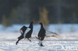 Black Grouse (Tetrao tetrix)