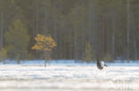 Black Grouse (Tetrao tetrix)