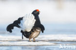 Black Grouse (Tetrao tetrix)