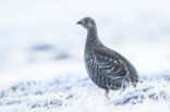Black Grouse (Tetrao tetrix)