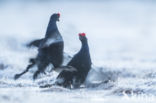 Black Grouse (Tetrao tetrix)