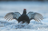 Black Grouse (Tetrao tetrix)