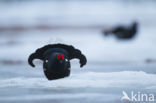 Black Grouse (Tetrao tetrix)