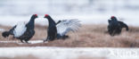 Black Grouse (Tetrao tetrix)