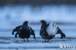 Black Grouse (Tetrao tetrix)