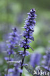 Kruipend zenegroen (Ajuga reptans)