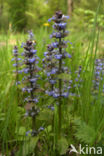 Kruipend zenegroen (Ajuga reptans)