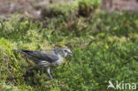 Red Crossbill (Loxia curvirostra)