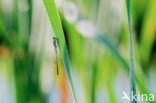 Blue-tailed Damselfly (Ischnura elegans)