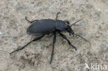 Carabus coriaceus