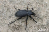 Carabus coriaceus