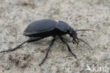 Carabus coriaceus